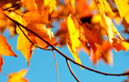 Autumn