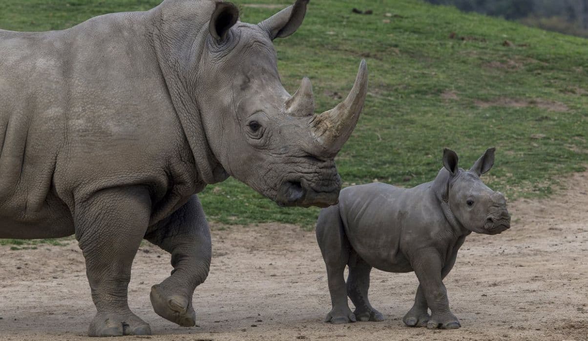San Diego Zoo Safari Park