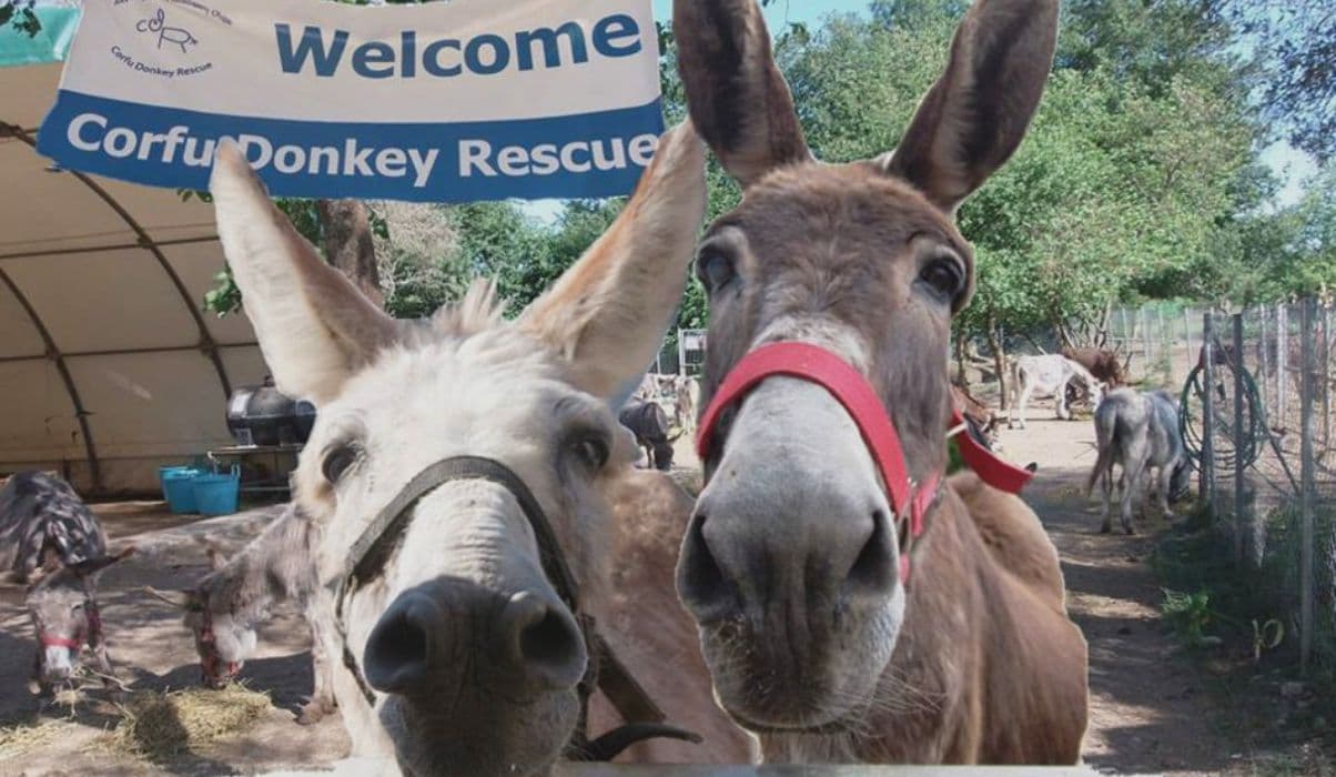 Corfu Donkey Rescue