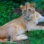 Ngorongoro Lion