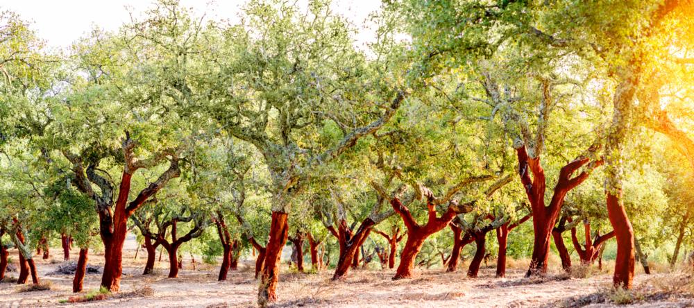 Cork trees growing in the Algarve | The Best Day Trips from Albufeira