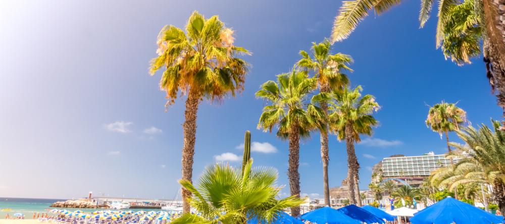 Palm trees in Puerto Rico, Gran Canaria