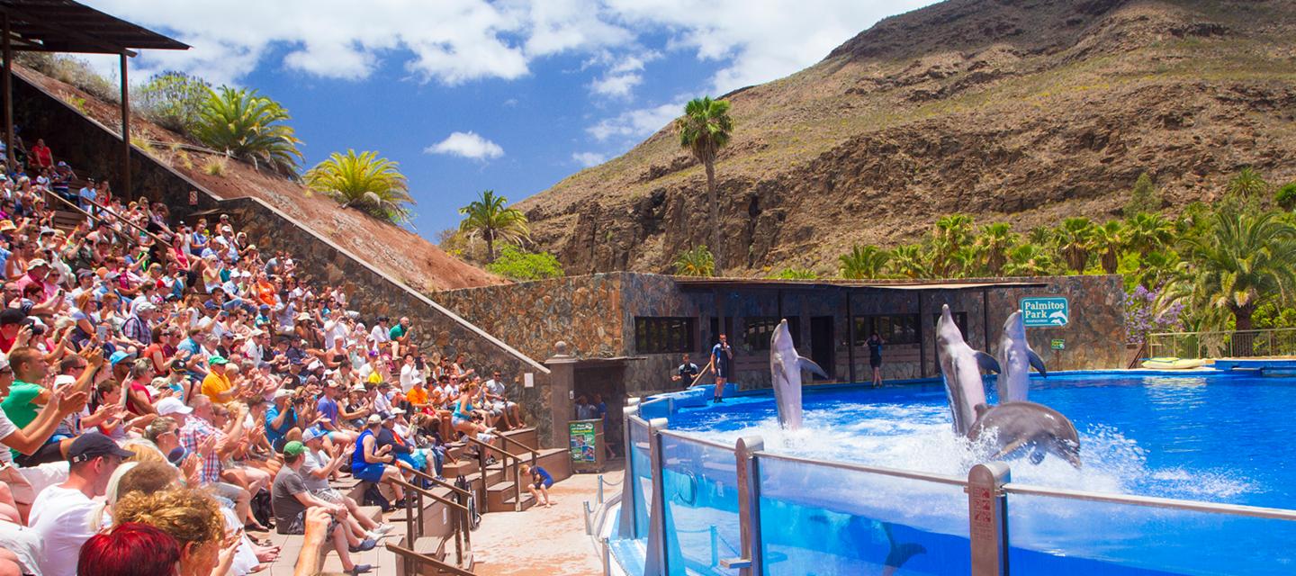 Dolphin show in Palmitos Park in Gran Canaria