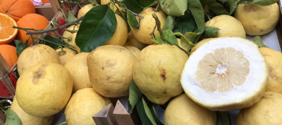 Limone di Sorrento