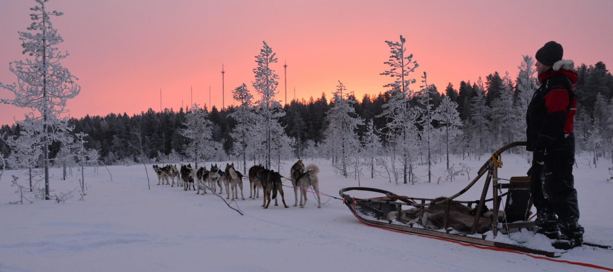 Husky Park in Lapland