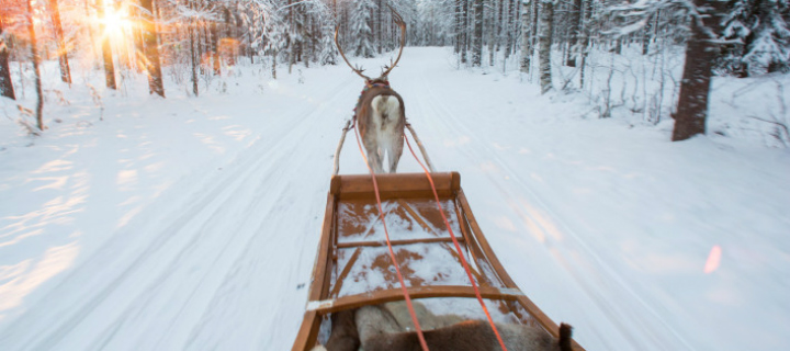 Santa's Reindeer in Lapland