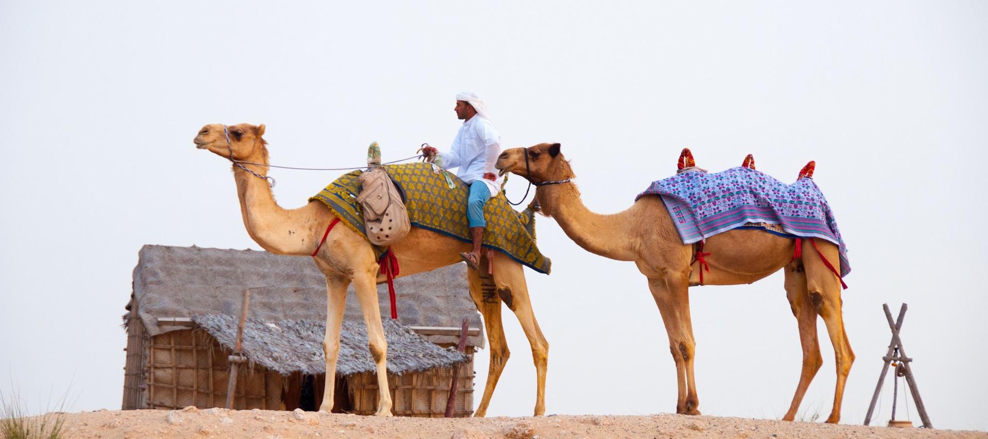 Camels in the Sahara, Dubai