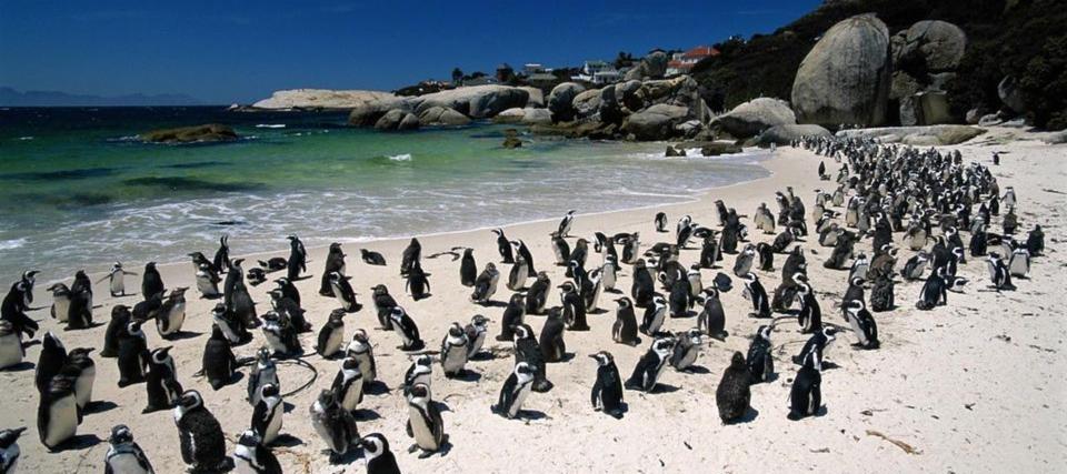 Penguins at Boulders Beach