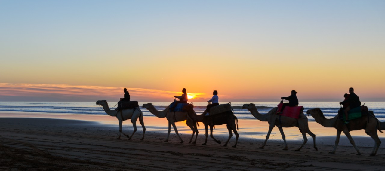 Camels walking on the beach in Morocco