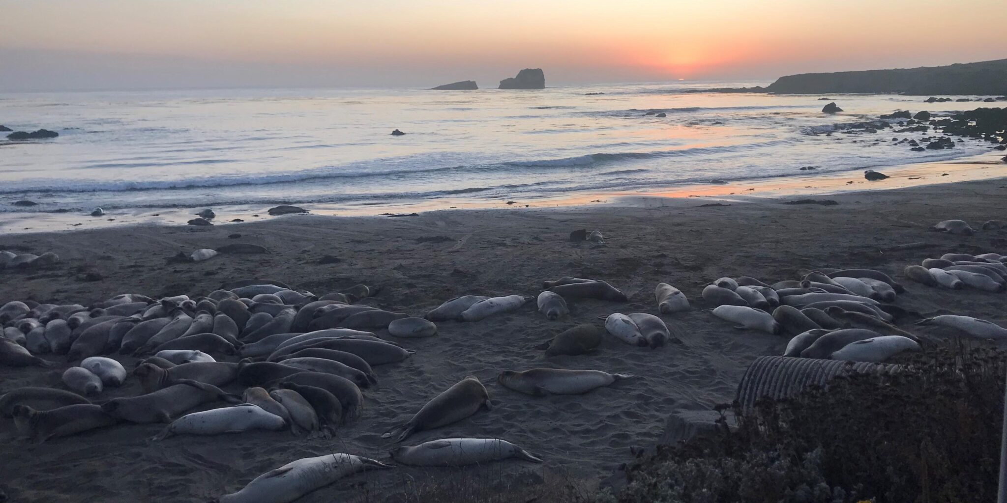 San Simeon Elephant Seals