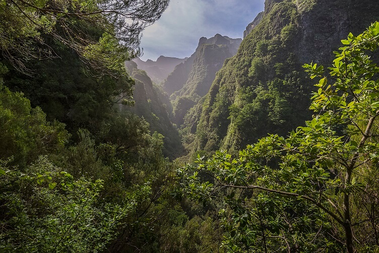 laurissilva forest madeira