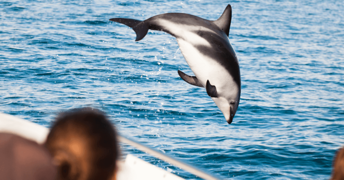 dolphin cruise lanzarote