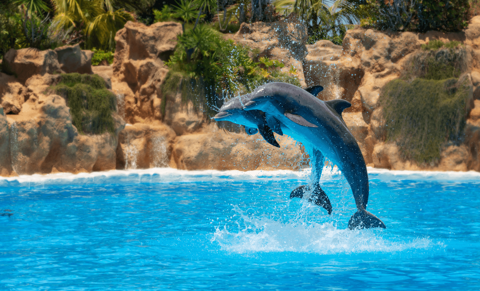 dolphin show at loro park in tenerife