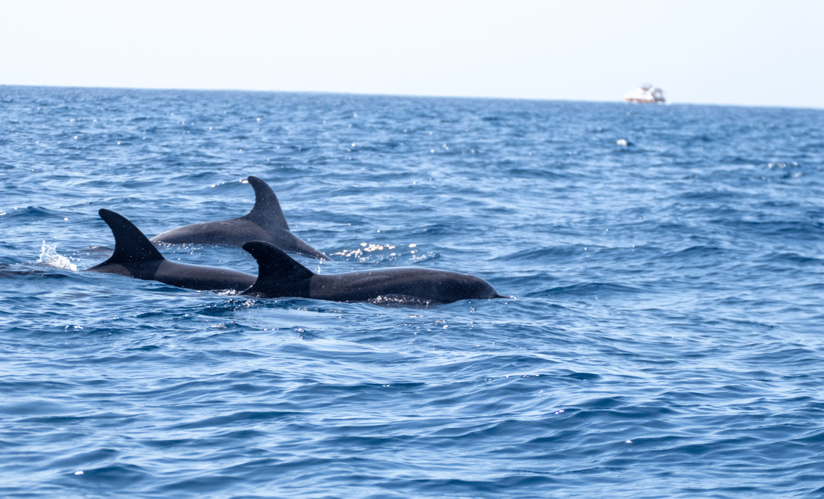 dolphins in tenerife