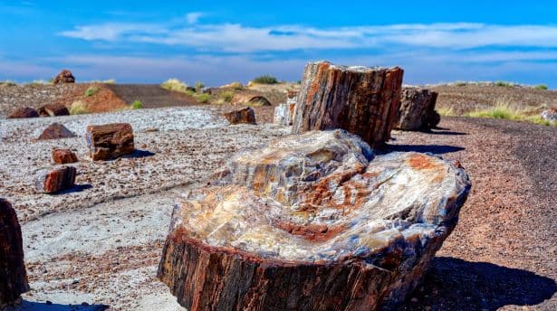 Large pieces of petrified wood scattered across the desert landscape under a bright blue sky.