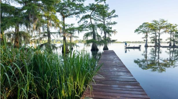 Louisiana bayou swamp with wooden boardwalk, cypress trees and calm water reflecting natural scenery