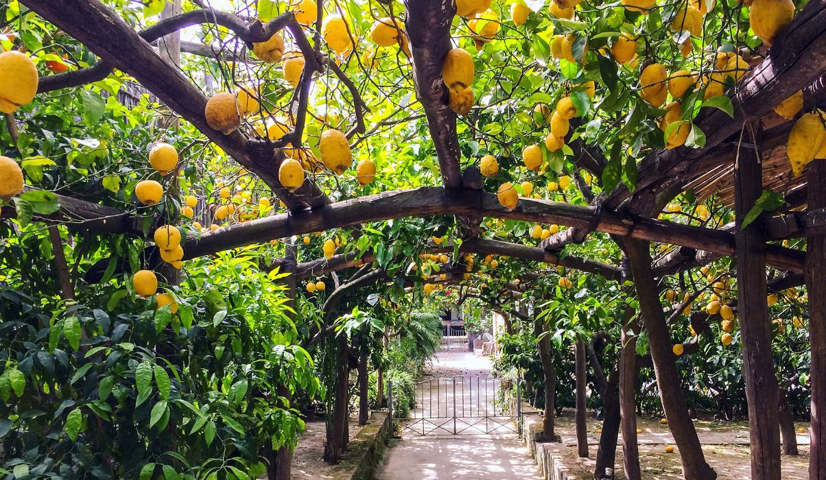 Sorrento's famous lemons being grown in a stunning lemon grove.